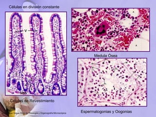 Células en división constante
Células de Revestimiento
Medula Ósea
Espermatogonias y Oogonias
Jesús Boya Vegue Atlas de Histología y Organografía Microscópica
 