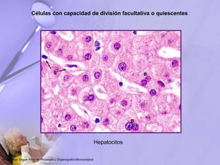Células con capacidad de división facultativa o quiescentes
Hepatocitos
Jesús Boya Vegue Atlas de Histología y Organografía Microscópica
 