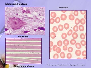 Células no divisibles
Hematíes
Neuronas
Fibras musculares
Jesús Boya Vegue Atlas de Histología y Organografía Microscópica
 