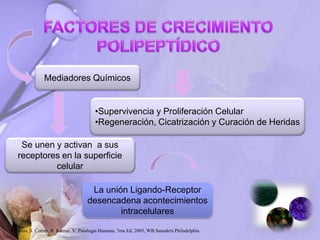 Mediadores Químicos
•Supervivencia y Proliferación Celular
•Regeneración, Cicatrización y Curación de Heridas
Se unen y activan a sus
receptores en la superficie
celular
Robbins, S. Cotran, R. Kumar, V. Patología Humana, 7ma Ed. 2005, WB Saunders Philadelphia
La unión Ligando-Receptor
desencadena acontecimientos
intracelulares
 