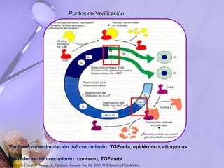 Puntos de Verificación
Factores de estimulación del crecimiento: TGF-alfa, epidérmico, citoquinas
Inhibidores del crecimiento: contacto, TGF-beta
o
Robbins, S. Cotran, R. Kumar, V. Patología Humana, 7ma Ed. 2005, WB Saunders Philadelphia
 