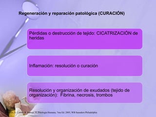 Regeneración y reparación patológica (CURACIÓN)
Pérdidas o destrucción de tejido: CICATRIZACIÓN de
heridas
Inflamación: resolución o curación
Resolución y organización de exudados (tejido de
organización): Fibrina, necrosis, trombos
Robbins, S. Cotran, R. Kumar, V. Patología Humana, 7ma Ed. 2005, WB Saunders Philadelphia
 