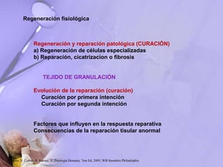 Regeneración y reparación patológica (CURACIÓN)
a) Regeneración de células especializadas
b) Reparación, cicatrizacion o fibrosis
TEJIDO DE GRANULACIÓN
Evolución de la reparación (curación)
Curación por primera intención
Curación por segunda intención
Factores que influyen en la respuesta reparativa
Consecuencias de la reparación tisular anormal
Regeneración fisiológica
Robbins, S. Cotran, R. Kumar, V. Patología Humana, 7ma Ed. 2005, WB Saunders Philadelphia
 