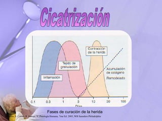 Fases de curación de la herida
Robbins, S. Cotran, R. Kumar, V. Patología Humana, 7ma Ed. 2005, WB Saunders Philadelphia
 