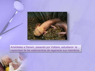 Aristóteles a Darwin, pasando por Voltaire, estudiaron la
capacidad de las salamandras de regenerar sus miembros
 