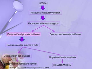 LESIÓN
Respuesta vascular y celular
Exudación inflamatoria aguda
Destrucción rápida del estímulo Destrucción lenta del estímulo
Necrosis celular mínima o nula
Desaparición del exudado
Organización del exudado
Recuperación estructura normal
CICATRIZACIÓN
Hupp, J.R. Cirugía oral y maxilofacial contemporánea, 5a ed. ©2009
 