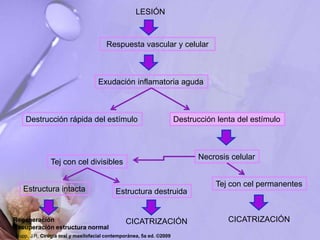 LESIÓN
Respuesta vascular y celular
Exudación inflamatoria aguda
Destrucción rápida del estímulo Destrucción lenta del estímulo
Hupp, J.R. Cirugía oral y maxilofacial contemporánea, 5a ed. ©2009
Necrosis celular
Tej con cel divisibles
Tej con cel permanentes
CICATRIZACIÓN
Estructura intacta Estructura destruida
Regeneración
Recuperación estructura normal
CICATRIZACIÓN
 