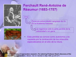 • Esta pérdida se conoce como autotomía y es
causada por la contracción de los músculos
especializados en el sitio de la rotura.
T S OKADA A brief history of regeneration research—For admiring Professor Niazi's discovery of the
effect of vitamin A on regeneration J. Biosci., Vol. 21, Number 3, May 1996, pp 261-271.
Ponencia extremidades cangrejos de río
En la Academia francesa
1712
se regeneran sólo la parte perdida de la
extremidad o en garra
 