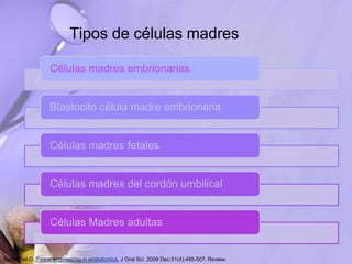Tipos de células madres
Saber Sel-D. Tissue engineering in endodontics. J Oral Sci. 2009 Dec;51(4):495-507. Review.
Células madres embrionarias
Blastocito célula madre embrionaria
Células madres fetales
Células madres del cordón umbilical
Células Madres adultas
 