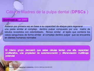 Células Madres de la pulpa dental (DPSCs )
Gronthoset al. en 2000
Aislaron por primera vez en base a su capacidad de ataque para regenerar
una pasta similar al complejo dentino pulpar compuesto por una matriz de
túbulos revestidos con odontoblasto, fibroso similar al tejido que contiene los
vasos sanguíneos de forma similar al complejo dentino pulpar que se encuentra
en dientes humanos normales
Saber Sel-D. Tissue engineering in endodontics. J Oral Sci. 2009 Dec;51(4):495-507.
 