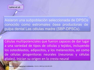 Aislaron una subpoblación seleccionada de DPSCs
conocido como estromales ósea productoras de
pulpa dental Las células madre (SBP-DPSCs).
Células multipotenciales que fueron capaces de dar lugar
a una variedad de tipos de células y tejidos, incluyendo
los osteoblastos, adipocitos, y los melanocitos, así como
de células progenitoras neurales (neuronas y células
gliales), Inician su origen en la cresta neural
Laíno et al.
Saber Sel-D. Tissue engineering in endodontics. J Oral Sci. 2009 Dec;51(4):495-507.
 