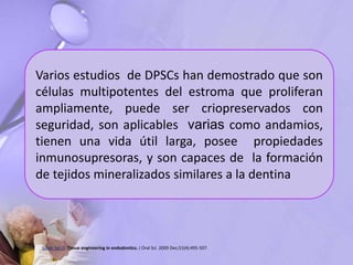 Varios estudios de DPSCs han demostrado que son
células multipotentes del estroma que proliferan
ampliamente, puede ser criopreservados con
seguridad, son aplicables varias como andamios,
tienen una vida útil larga, posee propiedades
inmunosupresoras, y son capaces de la formación
de tejidos mineralizados similares a la dentina
Saber Sel-D. Tissue engineering in endodontics. J Oral Sci. 2009 Dec;51(4):495-507.
 