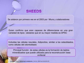 Se aislaron por primera ves en el 2003 por Miura y colaboradores
Quien confirmo que eran capaces de diferenciarse en una gran
variedad de tipos celulares que en su mayor medida es DPSC
Incluidas las células neurales, Adipocitos, similar a los osteoblastos,
como células del odontoblasto
Principal función de estas células es la formación de tejidos
mineralizados que puede utilizada para la reconstrucción ósea
orofacial
Saber Sel-D. Tissue engineering in endodontics. J Oral Sci. 2009 Dec;51(4):495-507.
 