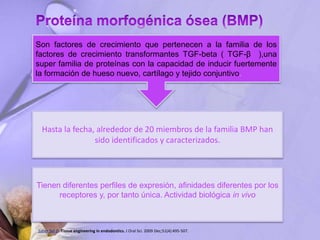 Son factores de crecimiento que pertenecen a la familia de los
factores de crecimiento transformantes TGF-beta ( TGF-β ),una
super familia de proteínas con la capacidad de inducir fuertemente
la formación de hueso nuevo, cartílago y tejido conjuntivo.
Hasta la fecha, alrededor de 20 miembros de la familia BMP han
sido identificados y caracterizados.
Tienen diferentes perfiles de expresión, afinidades diferentes por los
receptores y, por tanto única. Actividad biológica in vivo
Saber Sel-D. Tissue engineering in endodontics. J Oral Sci. 2009 Dec;51(4):495-507.
 