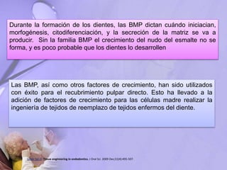 Durante la formación de los dientes, las BMP dictan cuándo iniciacian,
morfogénesis, citodiferenciación, y la secreción de la matriz se va a
producir. Sin la familia BMP el crecimiento del nudo del esmalte no se
forma, y es poco probable que los dientes lo desarrollen
Las BMP, así como otros factores de crecimiento, han sido utilizados
con éxito para el recubrimiento pulpar directo. Esto ha llevado a la
adición de factores de crecimiento para las células madre realizar la
ingeniería de tejidos de reemplazo de tejidos enfermos del diente.
Saber Sel-D. Tissue engineering in endodontics. J Oral Sci. 2009 Dec;51(4):495-507.
 
