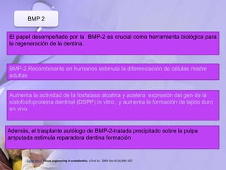 BMP 2
El papel desempeñado por la BMP-2 es crucial como herramienta biológica para
la regeneración de la dentina.
BMP-2 Recombinante en humanos estimula la diferenciación de células madre
adultas
Aumenta la actividad de la fosfatasa alcalina y acelera expresión del gen de la
sialofosfoproteina dentinal (DSPP) in vitro , y aumenta la formación de tejido duro
en vivo
Además, el trasplante autólogo de BMP-2-tratada precipitado sobre la pulpa
amputada estimula reparadora dentina formación
Saber Sel-D. Tissue engineering in endodontics. J Oral Sci. 2009 Dec;51(4):495-507.
 