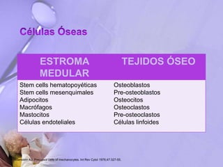 ESTROMA
MEDULAR
TEJIDOS ÓSEO
Stem cells hematopoyéticas
Stem cells mesenquimales
Adipocitos
Macrófagos
Mastocitos
Células endoteliales
Osteoblastos
Pre-osteoblastos
Osteocitos
Osteoclastos
Pre-osteoclastos
Células linfoides
Friedenstein AJ. Precursor cells of mechanocytes. Int Rev Cytol 1976;47:327-55.
 