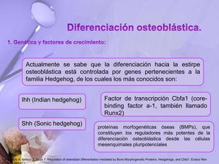 Actualmente se sabe que la diferenciación hacia la estirpe
osteoblástica está controlada por genes pertenecientes a la
familia Hedgehog, de los cuales los más conocidos son:
Ihh (Indian hedgehog)
Shh (Sonic hedgehog)
Factor de transcripción Cbfa1 (core-
binding factor a-1, también llamado
Runx2)
proteínas morfogenéticas óseas (BMPs), que
constituyen los reguladores más potentes de la
diferenciación osteoblástica desde las células
mesenquimales pluripotenciales
Yamaguchi A, Komori T, Suda T. Regulation of osteoblast differentiation mediated by Bone Morphogenetic Proteins, Hedgehogs, and Cbfa1. Endocr Rev
 