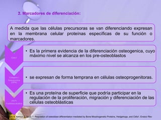A medida que las células precursoras se van diferenciando expresan
en la membrana celular proteínas específicas de su función o
marcadores.
Cbfa1
• Es la primera evidencia de la diferenciación osteogenica, cuyo
máximo nivel se alcanza en los pre-osteoblastos
Colageno I
Osteopontina
(OPN)
• se expresan de forma temprana en células osteoprogenitoras.
(ALP)
Fosfatasa alcalina
• Es una proteína de superficie que podría participar en la
regulación de la proliferación, migración y diferenciación de las
células osteoblásticas
Yamaguchi A, Komori T, Suda T. Regulation of osteoblast differentiation mediated by Bone Morphogenetic Proteins, Hedgehogs, and Cbfa1. Endocr Rev
 
