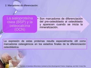 2. Marcadores de diferenciación:
• Son marcadores de diferenciación
del pre-osteoblasto al osteoblasto
y aparecen cuando se inicia la
mineralización.
La sialoproteína
ósea (BSP) y la
osteocalcina
(OCN)
La expresión de estas proteínas resulta especialmente útil como
marcadores osteogénicos en los estadíos finales de la diferenciación
osteoblástica.
Yamaguchi A, Komori T, Suda T. Regulation of osteoblast differentiation mediated by Bone Morphogenetic Proteins, Hedgehogs, and Cbfa1. Endocr Rev
 