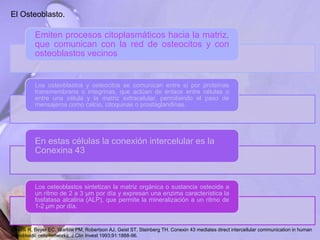 El Osteoblasto.
Emiten procesos citoplasmáticos hacia la matriz,
que comunican con la red de osteocitos y con
osteoblastos vecinos
Los osteoblastos y osteocitos se comunican entre sí por proteínas
transmembrana o integrinas, que actúan de enlace entre células o
entre una célula y la matriz extracelular, permitiendo el paso de
mensajeros como calcio, citoquinas o prostaglandinas.
En estas células la conexión intercelular es la
Conexina 43
Los osteoblastos sintetizan la matriz orgánica o sustancia osteoide a
un ritmo de 2 a 3 μm por día y expresan una enzima característica la
fosfatasa alcalina (ALP), que permite la mineralización a un ritmo de
1-2 μm por día.
Civitelli R, Beyer EC, Warlow PM, Robertson AJ, Geist ST, Steinberg TH. Conexin 43 mediates direct intercellular communication in human
osteoblastic cells networks. J Clin Invest 1993;91:1888-96.
 