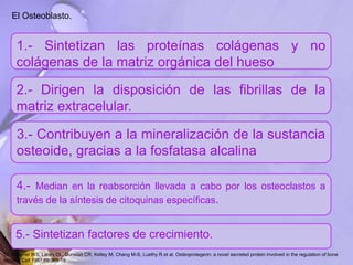 El Osteoblasto.
1.- Sintetizan las proteínas colágenas y no
colágenas de la matriz orgánica del hueso
2.- Dirigen la disposición de las fibrillas de la
matriz extracelular.
3.- Contribuyen a la mineralización de la sustancia
osteoide, gracias a la fosfatasa alcalina
4.- Median en la reabsorción llevada a cabo por los osteoclastos a
través de la síntesis de citoquinas específicas.
5.- Sintetizan factores de crecimiento.
12. Simonet WS, Lacey DL, Dunstan CR, Kelley M, Chang M-S, Luethy R et al. Osteoprotegerin: a novel secreted protein involved in the regulation of bone
density. Cell 1997;89:309-19.
 