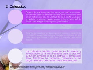 De esta forma, los osteocitos se organizan formando un
sincitio de células interconectadas que representa una
única estructura, con la ventaja de que existe una gran
superficie de contacto en el interior y hacia la superficie
ósea, para asegurarse oxígeno y nutrientes
Cuando se produce un trauma en el hueso el cese de la
circulación sanguínea origina hipoxia y necrosis de los
osteocitos que estén a más de 0.1 mm de un capilar
intacto
Los osteocitos también participan en la síntesis y
mineralización de la matriz osteoide, pero se cree que
su función principal es la de controlar el remodelado
óseo, detectando las variaciones mecánicas de las
cargas, fenómeno denominado mecanotransducción
El Osteocito.
Ham AW. Some histophysiological problems peculiar to calcified tissue. J Bone Joint Surg Am 1952;34:701.
Lanyon L. Osteocytes, strain detection, bone remodeling and remodeling. Calcified Tissue Int 1993;53:102-7.
 