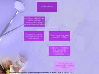Los Osteocitos
Poseen los mismos
marcadores que los
osteoblastos
Tienen como marcador
específico el CD44
receptor de membrana
que se expresa
fuertemente en
osteocitos
y es negativo en
osteoblastos y células
limitantes
Constituye estadio final
desde la línea
osteoblástica y son
incapaces de renovarse
Lanyon L. Osteocytes, strain detection, bone remodeling and remodeling. Calcified Tissue Int 1993;53:102-7.
 