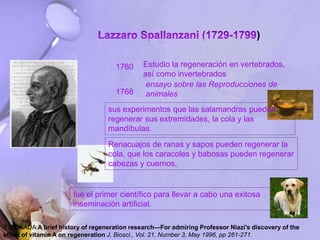 )
T S OKADA A brief history of regeneration research—For admiring Professor Niazi's discovery of the
effect of vitamin A on regeneration J. Biosci., Vol. 21, Number 3, May 1996, pp 261-271.
Estudio la regeneración en vertebrados,
así como invertebrados
1760
1768
ensayo sobre las Reproducciones de
animales
sus experimentos que las salamandras pueden
regenerar sus extremidades, la cola y las
mandíbulas.
Renacuajos de ranas y sapos pueden regenerar la
cola, que los caracoles y babosas pueden regenerar
cabezas y cuernos,
fue el primer científico para llevar a cabo una exitosa
inseminación artificial.
 