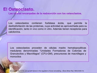 Los osteoclastos contienen fosfatasa ácida, que permite la
desfosforilación de las proteínas, cuya actividad es aprovechada para su
identificación, tanto in vivo como in vitro. Además tienen receptores para
calcitonina.
Los osteoclastos proceden de células madre hematopoyéticas
medulares denominadas “Unidades Formadoras de Colonias de
Granulocitos y Macrófagos” (CFU-GM), precursoras de macrófagos y
monocitos
Mundy GR. Cytokines and growth factors in the regulation of bone remodeling. J Bone Miner Res 1993;8:505-10.
 