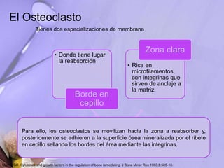 El Osteoclasto
Tienes dos especializaciones de membrana
• Donde tiene lugar
la reabsorción
Borde en
cepillo
• Rica en
microfilamentos,
con integrinas que
sirven de anclaje a
la matriz.
Zona clara
Para ello, los osteoclastos se movilizan hacia la zona a reabsorber y,
posteriormente se adhieren a la superficie ósea mineralizada por el ribete
en cepillo sellando los bordes del área mediante las integrinas.
Mundy GR. Cytokines and growth factors in the regulation of bone remodeling. J Bone Miner Res 1993;8:505-10.
 