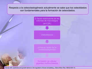 Respecto a la osteoclastogénesis actualmente se sabe que los osteoblastos
son fundamentales para la formación de osteoclastos.
El factor estimulante de las
colonias de macrófagos
(M-CSF)
Osteoblastos
primeras fases de la
osteoclastogénesis
formación de células
gigantes multinucleadas
Mundy GR. Cytokines and growth factors in the regulation of bone remodeling. J Bone Miner Res 1993;8:505-10.
 