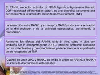 El RANKL (receptor activator of NFkB ligand) antiguamente llamado
ODF (osteoclast differentiation factor), es una citoquina transmembrana
perteneciente a la familia del factor de necrosis tumoral (TNF)
La interacción entre RANKL y su receptor RANK produce una activación
de la diferenciación y de la actividad osteoclástica, aumentando la
reabsorción.
Asimismo, los efectos del RANKL tanto in vivo, como in vitro son
inhibidos por la osteoprotegerina (OPG), proteína circulante producida
por los osteoblastos y pre-osteoblastos perteneciente a la superfamilia
de los receptores de TNF.
Cuando se unen OPG y RANKL se inhibe la unión de RANKL a RANK y
se inhibe la diferenciación osteoclástica.
Simonet WS, Lacey DL, Dunstan CR, Kelley M, Chang M-S, Luethy R et al. Osteoprotegerin: a novel secreted protein involved in the regulation of bone density. Cell 1997;89:309-19.
Burgess TL, Quian Y, Kaufman S, Ring BD, Van G, Capparelli C et al. The ligand for osteoprotegerin (OPGL) directly activates mature osteoclasts. J Cell Biol 1999;145:527-38.
Lacey DL, Timms E, Tan HL, Kelley MJ, Dunstan CR, Burguess TL et al. Osteoprotegerin ligand is a cytokine that regulates osteoclasts differentiation and activation. Cell 1998;93:165-76.
 