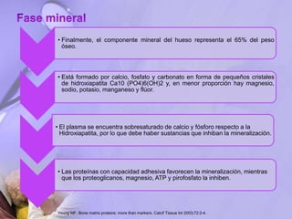 • Finalmente, el componente mineral del hueso representa el 65% del peso
óseo.
• Está formado por calcio, fosfato y carbonato en forma de pequeños cristales
de hidroxiapatita Ca10 (PO4)6(OH)2 y, en menor proporción hay magnesio,
sodio, potasio, manganeso y flúor.
• El plasma se encuentra sobresaturado de calcio y fósforo respecto a la
Hidroxiapatita, por lo que debe haber sustancias que inhiban la mineralización.
• Las proteínas con capacidad adhesiva favorecen la mineralización, mientras
que los proteoglicanos, magnesio, ATP y pirofosfato la inhiben.
Young MF. Bone matrix proteins: more than markers. Calcif Tissue Int 2003;72:2-4.
 