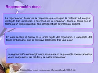 La regeneración tisular es la respuesta que consigue la restitutio ad integrum
del tejido tras un trauma, a diferencia de la reparación, donde el tejido que se
forma es un tejido cicatricial, con características diferentes al original.
En este sentido el hueso es el único tejido del organismo, a excepción del
tejido embrionario, que se restituye totalmente tras una lesión
La regeneración ósea origina una respuesta en la que están involucrados los
vasos sanguíneos, las células y la matriz extracelular.
Trueta J. The role of blood vessels in osteogenesis. J Bone Joint Surg Br 1963;45:402.
 