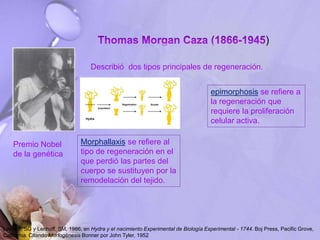 )
Lenhoff, SG y Lenhoff, SM, 1986, en Hydra y el nacimiento Experimental de Biología Experimental - 1744. Boj Press, Pacific Grove,
California. Citando Morfogénesis Bonner por John Tyler, 1952
Premio Nobel
de la genética
Describió dos tipos principales de regeneración.
Morphallaxis se refiere al
tipo de regeneración en el
que perdió las partes del
cuerpo se sustituyen por la
remodelación del tejido.
epimorphosis se refiere a
la regeneración que
requiere la proliferación
celular activa.
 