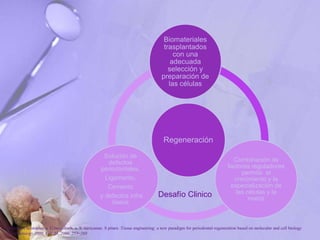 Regeneración
Biomateriales
trasplantados
con una
adecuada
selección y
preparación de
las células
Combinación de
factores reguladores
permite el
crecimiento y la
especialización de
las células y la
matriz
Solución de
defectos
periodontales,
Ligamento,
Cemento
y defectos infra
óseos
Desafío Clinico
P. Bartold, Christopher a. G.mcculloch, a. S. narayanan. S pitaru .Tissue engineering: a new paradigm for periodontal regeneration based on molecular and cell biology
. Periodontology 2000, Vol. 24, 2000, 253–269
 