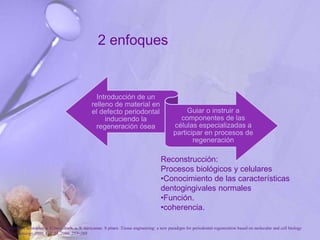 2 enfoques
Introducción de un
relleno de material en
el defecto periodontal
induciendo la
regeneración ósea
Guiar o instruir a
componentes de las
células especializadas a
participar en procesos de
regeneración
Reconstrucción:
Procesos biológicos y celulares
•Conocimiento de las características
dentogingivales normales
•Función.
•coherencia.
P. Bartold, Christopher a. G.mcculloch, a. S. narayanan. S pitaru .Tissue engineering: a new paradigm for periodontal regeneration based on molecular and cell biology
. Periodontology 2000, Vol. 24, 2000, 253–269
 