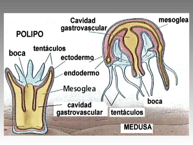 Resultado de imagen para sistema digestivo de la medusa