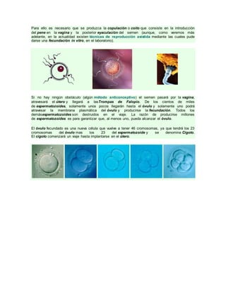 Para ello es necesario que se produzca la copulación o coito que consiste en la introducción
del pene en la vagina y la posterior eyaculación del semen (aunque, como veremos más
adelante, en la actualidad existen técnicas de reproducción asistida mediante las cuales pude
darse una fecundación in vitro, en el laboratorio).
Si no hay ningún obstáculo (algún método anticonceptivo) el semen pasará por la vagina,
atravesará el útero y llegará a lasTrompas de Falopio. De los cientos de miles
de espermatozoides, solamente unos pocos llegarán hasta el óvulo y solamente uno podrá
atravesar la membrana plasmática del óvulo y producirse la fecundación. Todos los
demásespermatozoides son destruidos en el viaje. La razón de producirse millones
de espermatozoides es para garantizar que, al menos uno, pueda alcanzar el óvulo.
El óvulo fecundado es una nueva célula que vuelve a tener 46 cromosomas, ya que tendrá los 23
cromosomas del óvulo mas los 23 del espermatozoide y se denomina Cigoto.
El cigoto comenzará un viaje hasta implantarse en el útero.
 