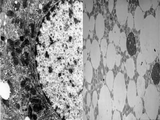 -Inclusiones hidrófobas de células animales.