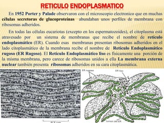 RETICULO ENDOPLASMATICO
En 1952 Porter y Palade observaron con el microscopio electronico que en muchas
células secretoras de glucoproteínas abundaban unos perfiles de membrana con
ribosomas adheridos.
En todas las células eucariotas (excepto en los espermatozoides), el citoplasma está
atravesado por un sistema de membranas que recibe el nombre de retículo
endoplasmático (ER). Cuando esas membranas presentan ribosomas adheridos en el
lado citoplasmático de la membrana recibe el nombre de Retículo Endoplasmático
rugoso (ER Rugoso). El Retículo Endoplasmático liso es físicamente una porción de
la misma membrana, pero carece de ribosomas unidos a ella La membrana externa
nuclear también presenta ribosomas adheridos en su cara citoplasmática.
 