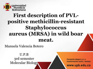 First description of PVL-positive 
methicillin-resistant 
Staphylococcus 
aureus (MRSA) in wild boar 
meat. 
Manuela Valencia Botero 
U.P.B 
3rd semester 
Molecular Biology 
 