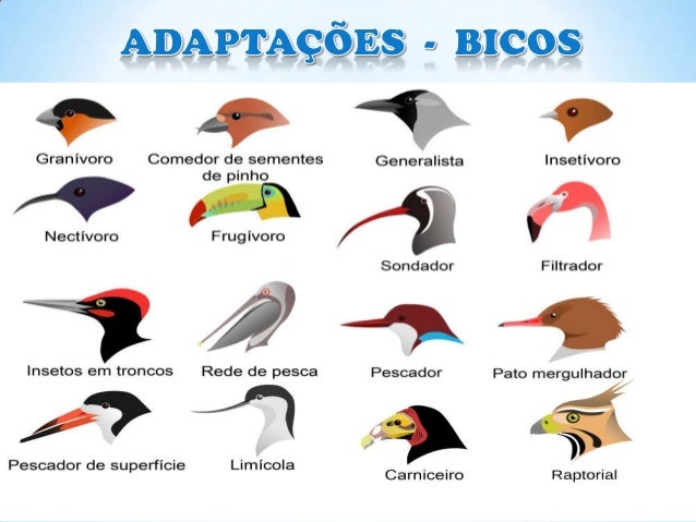 Aves