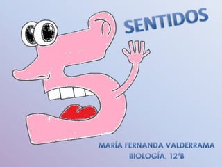 SENTIDOS María Fernanda Valderrama Biología. 12ºB 