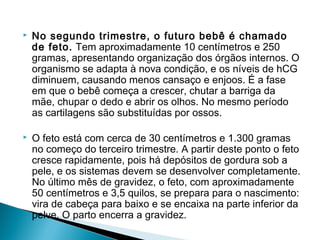    No segundo trimestre, o futuro bebê é chamado
    de feto. Tem aproximadamente 10 centímetros e 250
    gramas, apresentando organização dos órgãos internos. O
    organismo se adapta à nova condição, e os níveis de hCG
    diminuem, causando menos cansaço e enjoos. É a fase
    em que o bebê começa a crescer, chutar a barriga da
    mãe, chupar o dedo e abrir os olhos. No mesmo período
    as cartilagens são substituídas por ossos.

   O feto está com cerca de 30 centímetros e 1.300 gramas
    no começo do terceiro trimestre. A partir deste ponto o feto
    cresce rapidamente, pois há depósitos de gordura sob a
    pele, e os sistemas devem se desenvolver completamente.
    No último mês de gravidez, o feto, com aproximadamente
    50 centímetros e 3,5 quilos, se prepara para o nascimento:
    vira de cabeça para baixo e se encaixa na parte inferior da
    pelve. O parto encerra a gravidez.
 