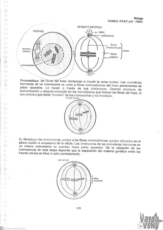 Biologia teorico (2014)