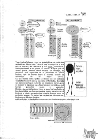 Biologia teorico (2014)