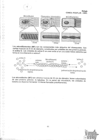 Biologia teorico (2014)