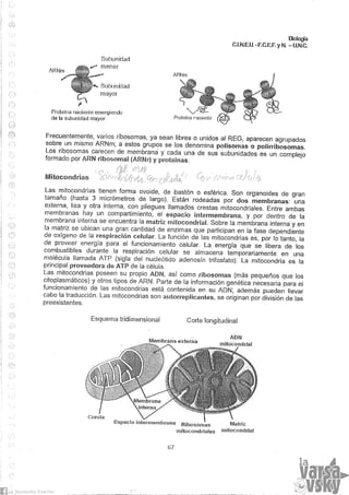Biologia teorico (2014)